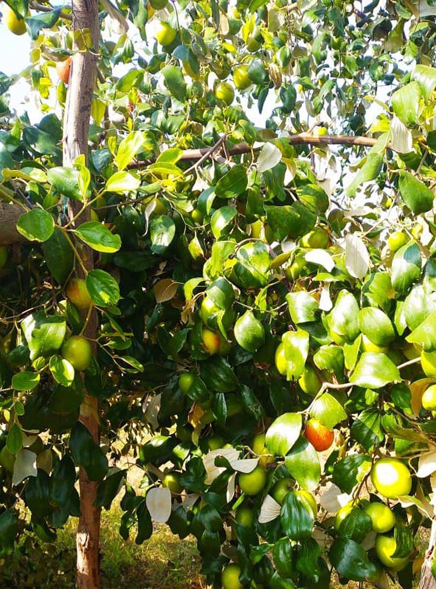 ಚಳ್ಳಕೆರೆ ತಾಲ್ಲೂಕಿನ ಕಾಲುವೆ ಹಳ್ಳಿ ಗ್ರಾಮದ ರೈತ ಕೆ.ಪಿ.ಭೂತಯ್ಯ ಅವರ ಜಮೀನಿನಲ್ಲಿ ಬೆಳೆದ ಆ್ಯಪಲ್ ಬಾರೆ