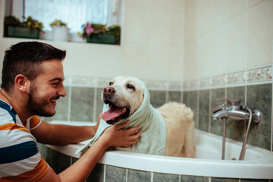 ಮನೆಯ ಶ್ವಾನಕ್ಕೆ ಸ್ನಾನ