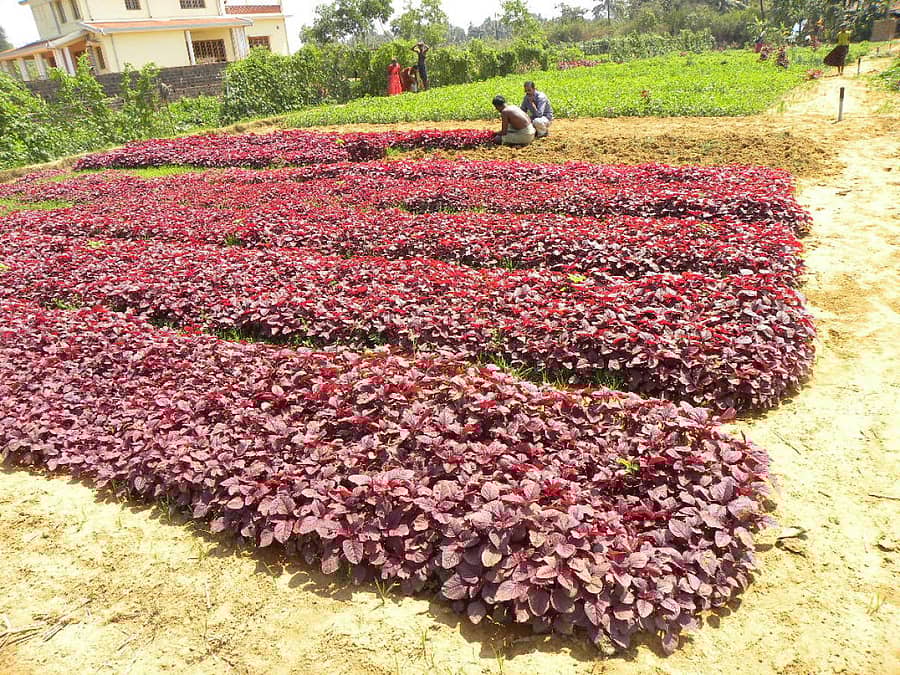 ಗೋಕರ್ಣ ಭಾಗದಲ್ಲಿ ರೈತರು ತರಕಾರಿ ಬೆಳೆಯಲ್ಲಿ ತೊಡಗಿಸಿಕೊಂಡಿರುವುದು.