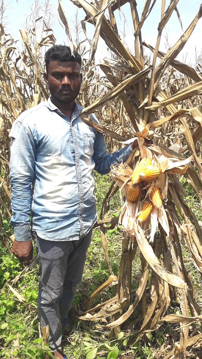 ನಾಗಾಪುರ ಗಿರಿಜನ ಪುನರ್ವಸತಿ ಕೇಂದ್ರದ ಫಲಾನುಭವಿ ಜೆ.ಕೆ.ಬಸವಣ್ಣ ತನ್ನ ಹೊಲದಲ್ಲಿ ಬೆಳೆದ ಮುಸುಕಿನ ಜೋಳ ಕಟಾವಿನಲ್ಲಿ ತೊಡಗಿದ್ದಾರೆ