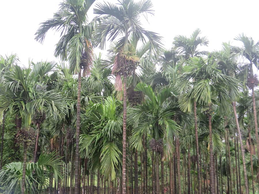 ಅಡಿಕೆ ತೋಟ
