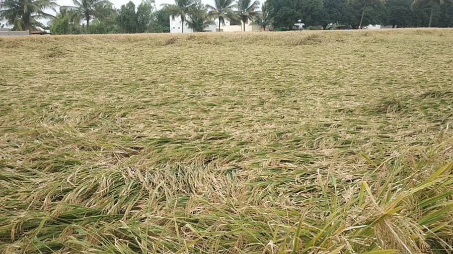 ಮಳೆಗೆ ಕೋಲಾರ ಜಿಲ್ಲೆಯ ಕೆಜಿಎಫ್ ತಾಲ್ಲೂಕಿನ ಮೋತಕಪಲ್ಲಿ ಗ್ರಾಮದ ರೈತರೊಬ್ಬರ ಜಮೀನಿನಲ್ಲಿ ಭತ್ತದ ಬೆಳೆ ನೆಲಕಚ್ಚಿರುವುದು.