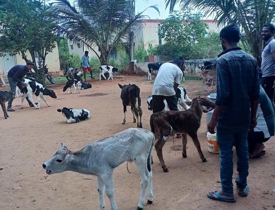 ಕೆ.ಆರ್.ಪೇಟೆ ತಾಲ್ಲೂಕಿನ ಅಕ್ಕಿಹೆಬ್ಬಾಳು ಗ್ರಾಮದಲ್ಲಿ ಕಸಾಯಿಖಾನೆಗೆ ಸಾಗಿಸುತ್ತಿದ್ದ ಹಸುವಿನ ಕರುಗಳನ್ನು ರಕ್ಷಿಸಲಾಯಿತು