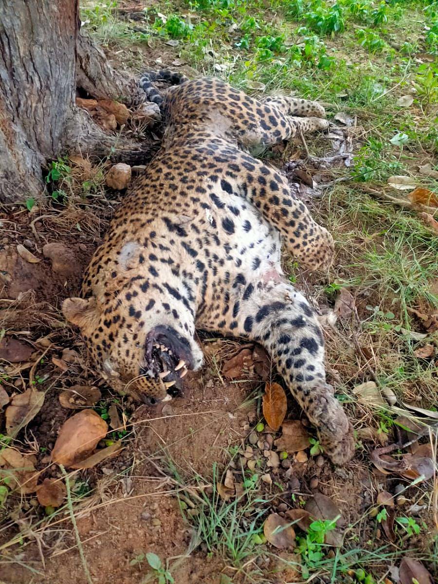 ಮೃತಪಟ್ಟ ಚಿರತೆ