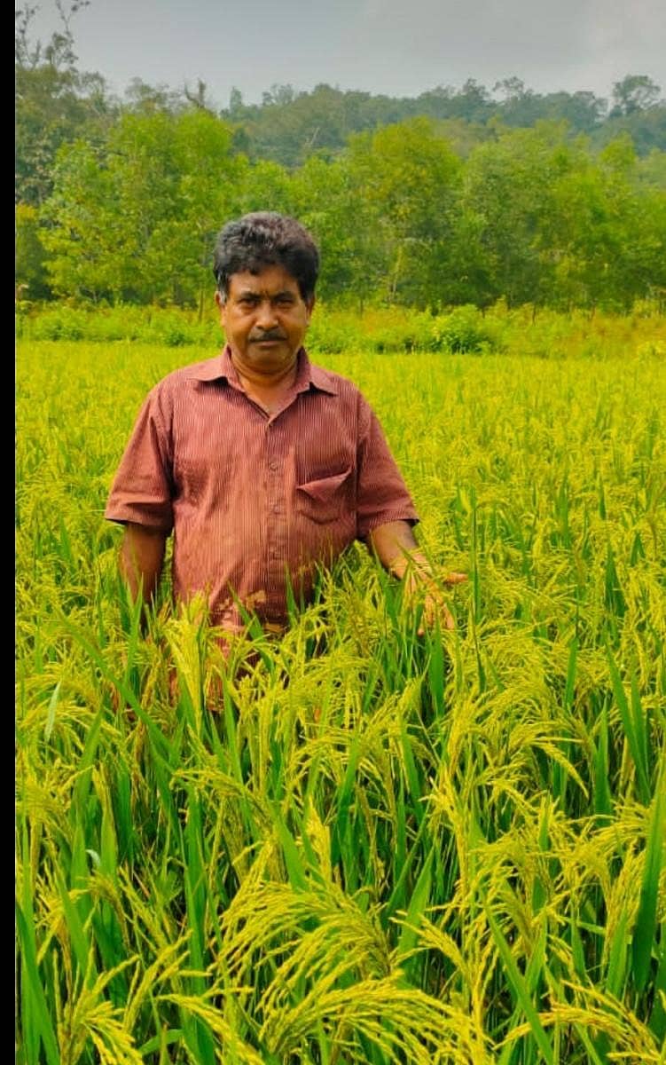 ಉತ್ತಮ ಇಳುವರಿ ಬಂದಿರುವ ಭತ್ತದ ಗದ್ದೆಯಲ್ಲಿ ರಮೇಶ ಹೆಗಡೆ