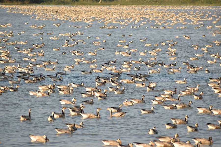 ವಿಶ್ರಾಂತಿಯಲ್ಲಿರುವ ಬಾರ್ ಹೆಡ್ಡೆಡ್ ಗೂಝ್ ಹಿಂಡು