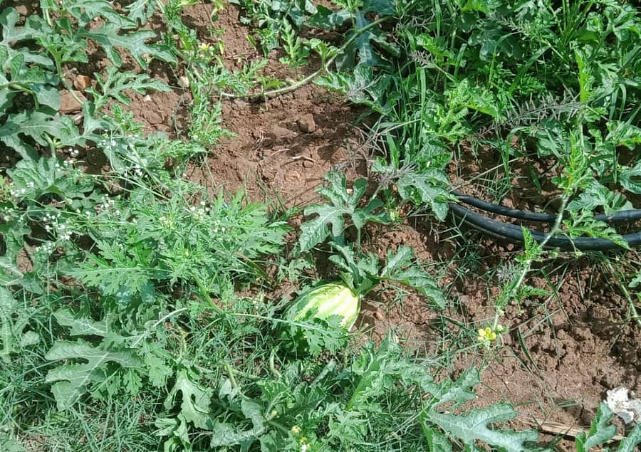 ಬೆಳವಣಿಗೆ ಹಂತದಲ್ಲಿಯೇ ಮುರುಟಿ ಹೋಗುತ್ತಿರುವ ಕಲ್ಲಂಗಡಿ ಹಣ್ಣುಗಳು