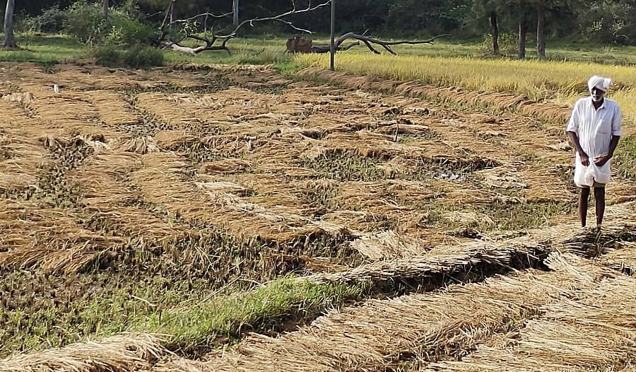 ಆಲೂರು ಕಸಬಾ ಹಂತನಮನೆ ಬಳಿ ಕೊಯ್ಲು ಮಾಡಿದ ಭತ್ತ ಮಳೆಯಾದ ಕಾರಣ ತೊಯ್ದಿರುವುದು