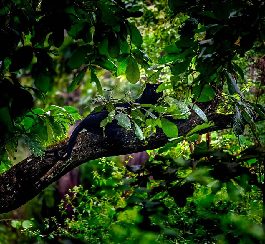 ವಿಜಯಪುರದ ಹವ್ಯಾಸಿ ವನ್ಯಜೀವಿ ಛಾಯಾಚಿತ್ರಗ್ರಾಹಕ ಧ್ರುವ ಪಾಟೀಲ್ ಅವರು ತಮ್ಮ ಕ್ಯಾಮೆರಾದಲ್ಲಿ ಕಬಿನಿ ಅರಣ್ಯ ಪ್ರದೇಶದಲ್ಲಿ ಸೆರೆ ಹಿಡಿದಿರುವ ಅಪರೂಪದ ಕರಿಚಿರತೆ ಚಿತ್ರ