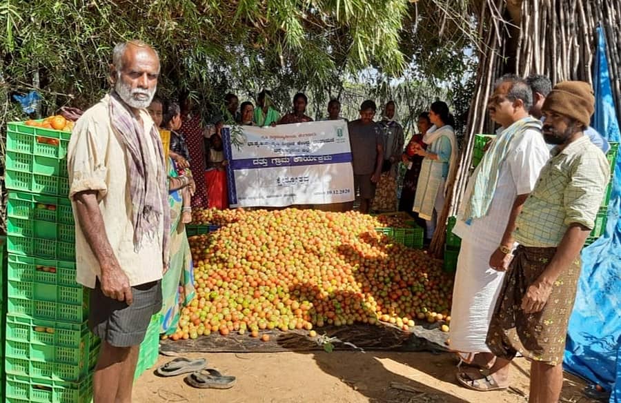 ಬ್ರಾಹ್ಮಣರದಿನ್ನೆ ಗ್ರಾಮದಲ್ಲಿ ಟೊಮೆಟೊ ಬೆಳೆ ಕ್ಷೇತ್ರೋತ್ಸವ ನಡೆಯಿತು