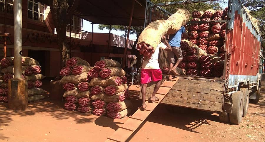 ಬೆಳಗಾವಿಯ ಎಪಿಎಂಸಿಯಲ್ಲಿ ಸಿಹಿಗೆಣಸನ್ನು ಕಾರ್ಮಿಕರು ಲಾರಿಗೆ ತುಂಬಿದರು (ಸಂಗ್ರಹ ಚಿತ್ರ)