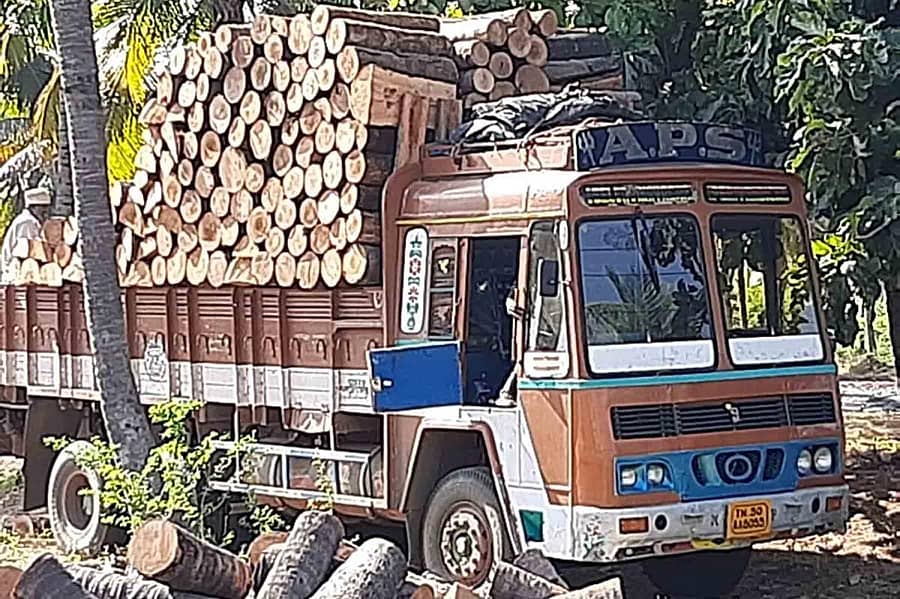 ಹಿರಿಯೂರು ತಾಲ್ಲೂಕಿನಲ್ಲಿ ನೀರಿಲ್ಲದೆ ಒಣಗಿರುವ ತೆಂಗಿನ ಮರಗಳನ್ನು ಕತ್ತರಿಸಿ ಇಟ್ಟಿಗೆ ಸುಡಲು ತಮಿಳುನಾಡಿಗೆ ಸಾಗಿಸುತ್ತಿರುವುದು.