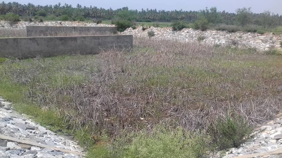 ಒಳಚರಂಡಿ ಸಂಸ್ಕರಣಾ ಘಟಕದ ತೆರೆದ ಕೊಳದಲ್ಲಿ ಗಿಡಗಂಟಿಗಳು ಬೆಳೆದಿವೆ