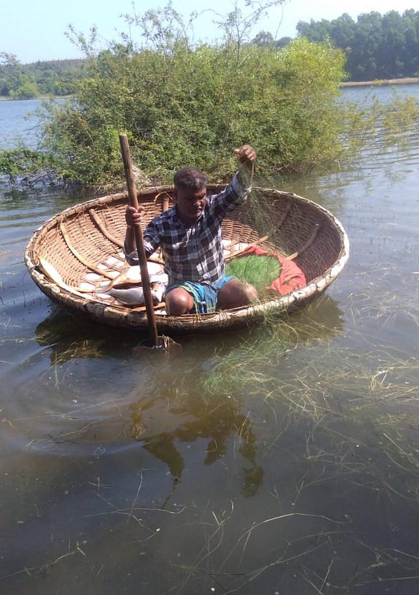 ಎನ್.ಆರ್.ಪುರ ತಾಲ್ಲೂಕಿನ ಹಿಳುವಳ್ಳಿಯ ಕೆರೆಯಲ್ಲಿ ಮೀನುಗಾರ ವೆಂಕಟೇಶ್ ಅವರು ಬಲೆ ಹಾಕಿ ಮೀನು ಹಿಡಿಯುತ್ತಿರುವುದು (ಎಡಚಿತ್ರ). ಕೆರೆಯಲ್ಲಿ ಹಿಡಿದ ಮೀನುಗಳು. ಪ್ರಜಾವಾಣಿ ಚಿತ್ರಗಳು