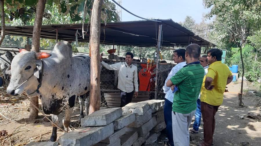 ಕಲಬುರ್ಗಿಯ ಶ್ರೀ ಮಾಧವ ಗೋಶಾಲೆಯ ನೋಟ