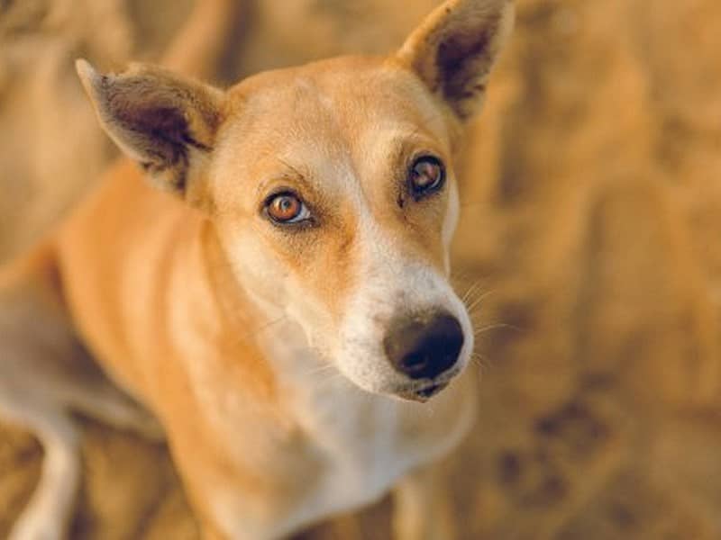 ಸಾಕುನಾಯಿ (ಸಾಂದರ್ಭಿಕ ಚಿತ್ರ)