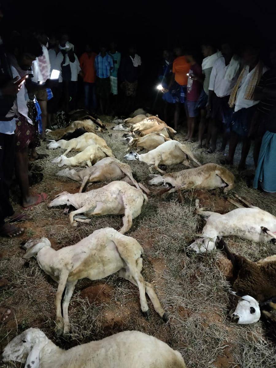 ಶಿರಾ ತಾಲ್ಲೂಕಿನ ಓಬಳಪುರ ಗ್ರಾಮದಲ್ಲಿ ಶುಕ್ರವಾರ ಸಂಜೆ ಜೋಳದ ಚಿಗುರು ತಿಂದು 30ಕ್ಕೂ ಹೆಚ್ಚು ಕುರಿಗಳು ಮೃತಪಟ್ಟಿವೆ