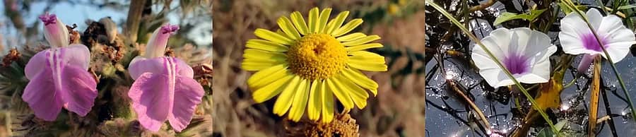 ಯಳಂದೂರು ತಾಲ್ಲೂಕಿನಲ್ಲಿ ಕಂಡು ಬರುತ್ತಿರುವ ಹೂವುಗಳು