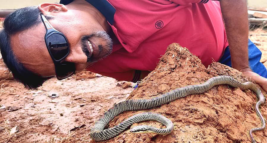 ಹಾರುವ ಹಾವನ್ನು ರಕ್ಷಿಸಿದ ಸ್ನೇಕ್ ಮಹೇಶ್