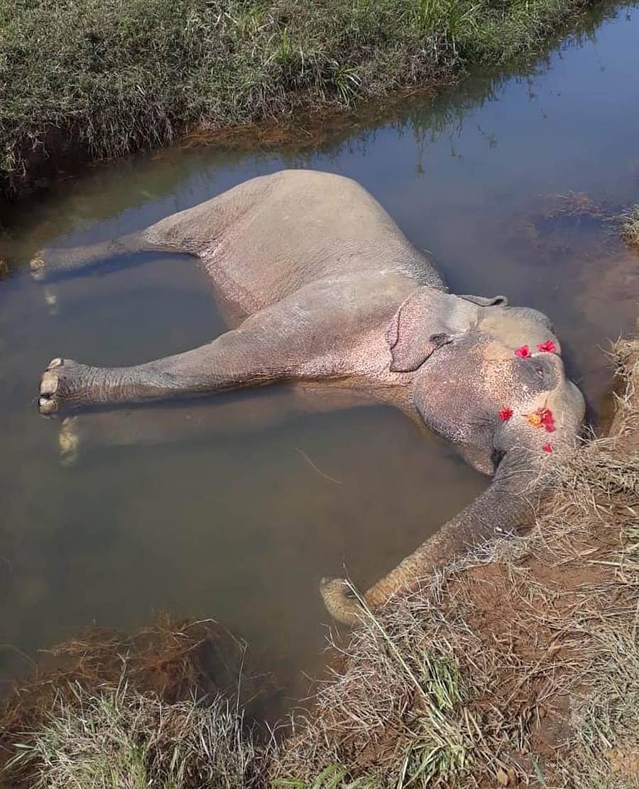 ಆನೆಗುಂಡಿ ಪ್ರದೇಶದಲ್ಲಿ ಹೆಣ್ಣಾನೆ ಶವ ಪತ್ತೆಯಾಗಿದೆ.
