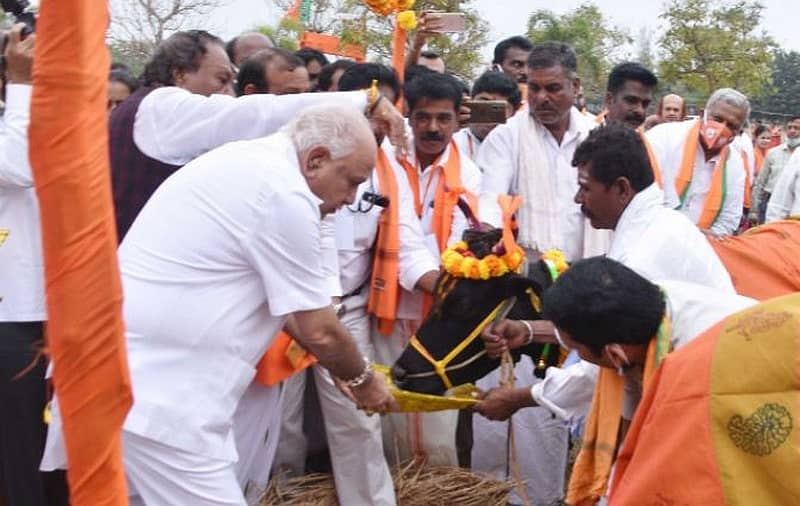 ಮುಖ್ಯಮಂತ್ರಿ ಬಿ.ಎಸ್.ಯಡಿಯೂರಪ್ಪ ಗೋಗ್ರಾಸ ನೀಡುತ್ತಿರುವುದು – ಪ್ರಜಾವಾಣಿ ಚಿತ್ರ