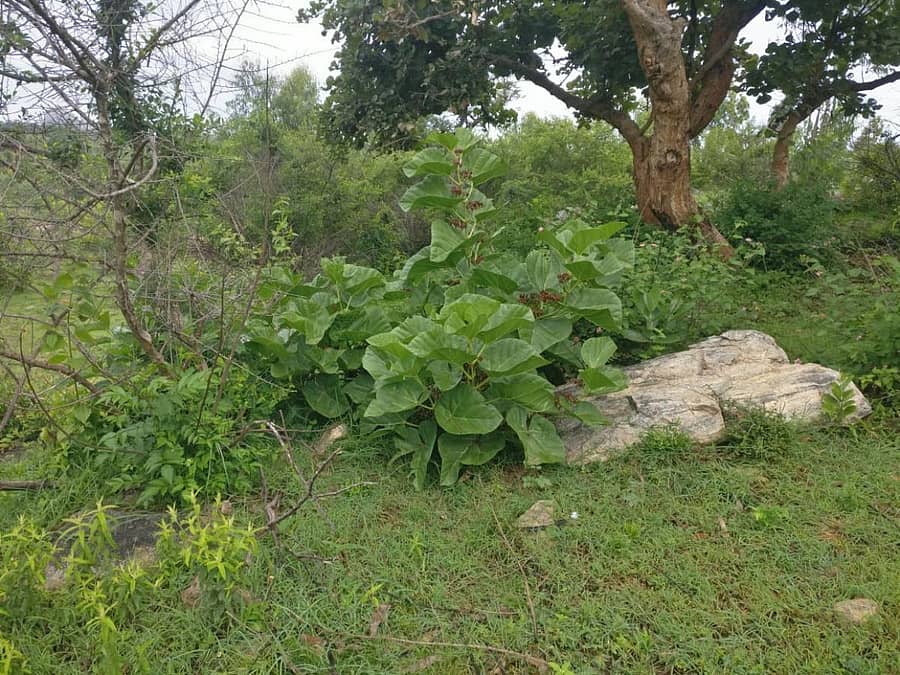 ಬೆಂಗಳೂರು ಗ್ರಾಮಾಂತರ ಜಿಲ್ಲೆಯ ಮರಳುಕುಂಟೆಯಲ್ಲಿ ಪೊದೆಯಾಗಿ ಬೆಳೆದಿರುವ ಸಿಸ್ಸಸ್ ಅರ್ನೊಟ್ಟಿಯಾನಾ