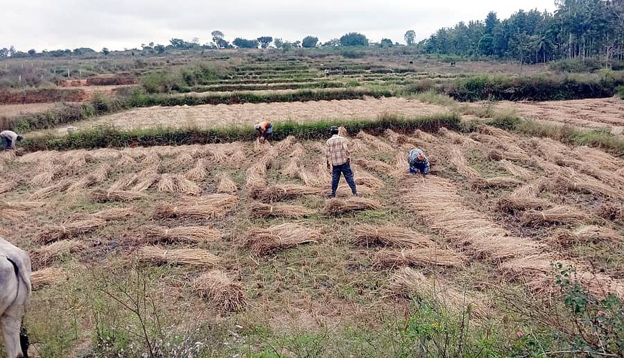 ಅರಕಲಗೂಡು ತಾಲ್ಲೂಕಿನಲ್ಲಿ ಮಳೆಯ ಆತಂಕದಲ್ಲಿ ರೈತರು ತರಾತುರಿಯಲ್ಲಿ ಕೊಯ್ಲು ನಡೆಸಿ ಭತ್ತದ ಪೈರನ್ನು ಬಣವೆ ಹಾಕುತ್ತಿರುವ ದೃಶ್ಯ
