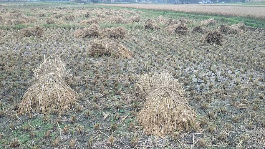 ಮಂಜು ಮುಸುಕಿದ ವಾತಾವರಣದಿಂದಾಗಿ ಮಂಡ್ಯ ತಾಲ್ಲೂಕು ಹನಿಯಂಬಾಡಿ ಗ್ರಾಮದ ಗದ್ದೆಯಲ್ಲಿ ಭತ್ತವನ್ನು ಗದ್ದೆಯಲ್ಲೇ ಬಿಟ್ಟಿರುವುದು