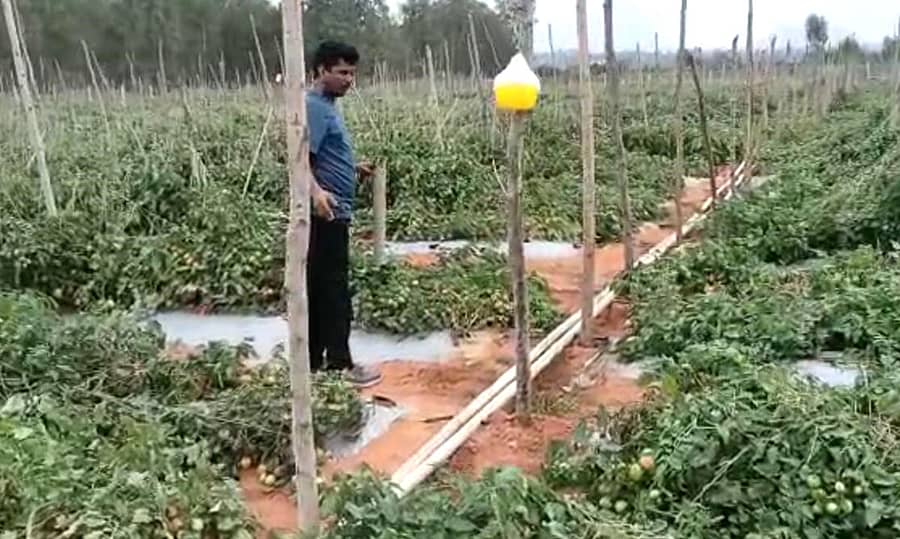 ಹಾಳಾಗಿರುವ ಟೊಮೊಟೊ ಬೆಳೆ