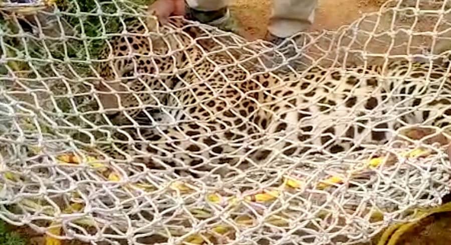 ರಕ್ಷಿಸಲ್ಪಟ್ಟ ಚಿರತೆ