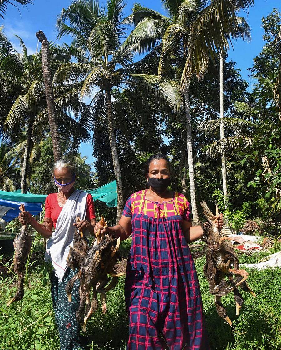 ಕೇರಳದ ಆಲಪ್ಪುಳದಲ್ಲಿ ಹಕ್ಕಿಜ್ವರದಿಂದಾಗಿ ಸತ್ತ ಬಾತುಕೋಳಿಗಳನ್ನು ಮಹಿಳೆಯರು ಸಾಗಿಸಿದರು –ಪಿಟಿಐ ಚಿತ್ರ