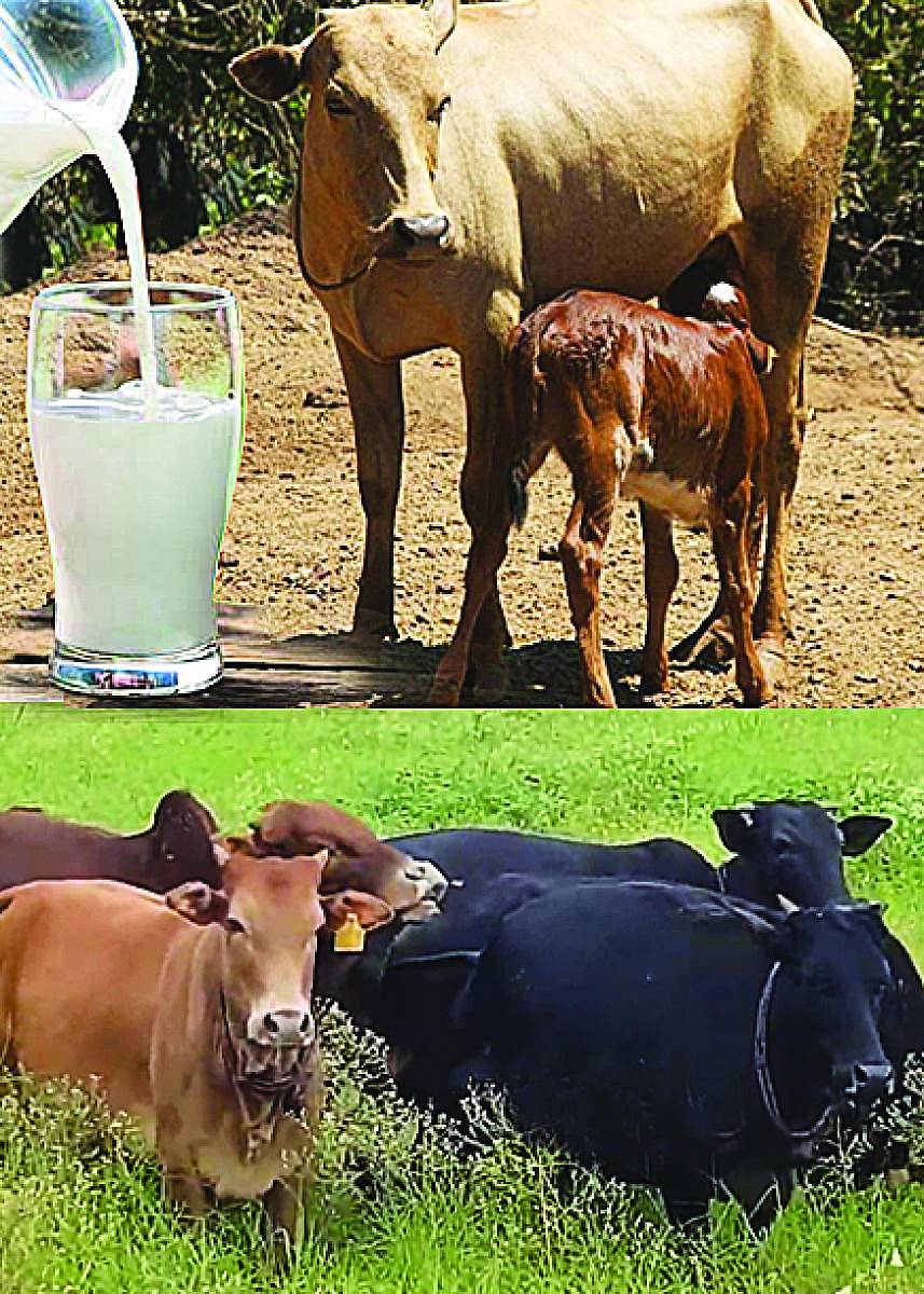 ಮಲೆನಾಡುಗಿಡ್ಡ