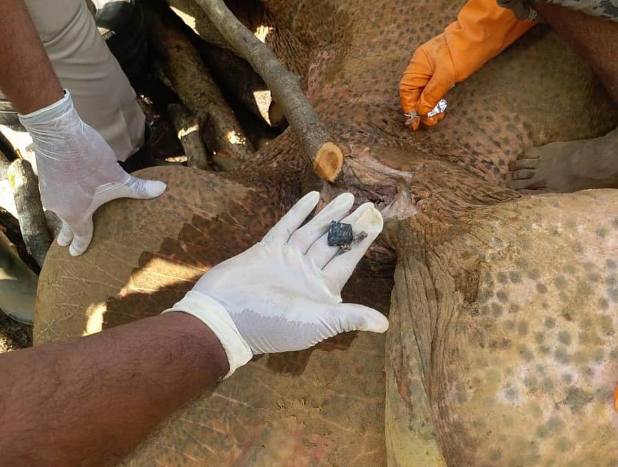 ಹೆತ್ತೂರು ಹೋಬಳಿಯ ಅರಣಿ ಗ್ರಾಮದಲ್ಲಿ ಮೃತಪಟ್ಟ ಕಾಡಾನೆ ದೇಹದಿಂದ ತೆಗೆಯಲಾಗಿರುವ ಗುಂಡು.