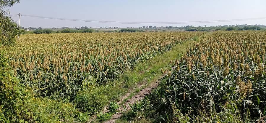 ಸಿರವಾರ ತಾಲ್ಲೂಕಿನ ತುಪ್ಪದೂರಿನ ಗ್ರಾಮದ ರೈತರೊಬ್ಬರ ಜಮೀನಿನಲ್ಲಿ ಬೆಳದಿರುವ ಹಿಂಗಾರಿ ಜೋಳದ ನೋಟ