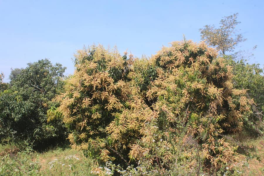 ರಾಮನಗರ ತಾಲ್ಲೂಕಿನ ಅರೇಹಳ್ಳಿ ಸಮೀಪದ ಹೊಲದಲ್ಲಿ ಹೂಬಿಟ್ಟ ಮಾವು