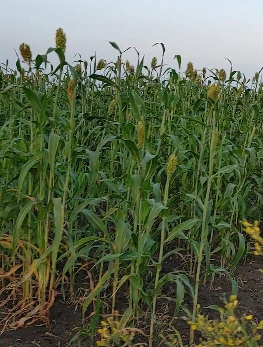 ಧಾರವಾಡದ ಬಳಿ ಹೊಲವೊಂದರಲ್ಲಿ ತೆನೆಗಟ್ಟಿರುವ ಜೋಳದ ಬೆಳೆ