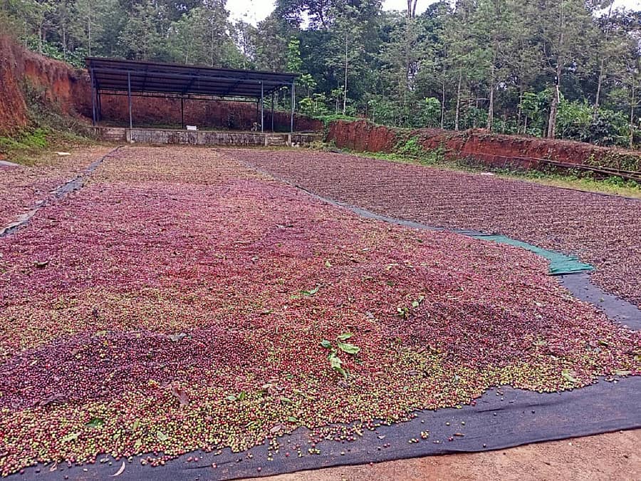 ಮಳೆಯಿಂದ ಒದ್ದೆಯಾದ ಕಾಫಿಯನ್ನು ಕೊಡಗಿನ ನಾಪೋಕ್ಲುವಿನಲ್ಲಿ ಒಣಗಲು ಹಾಕಿರುವ ದೃಶ್ಯ