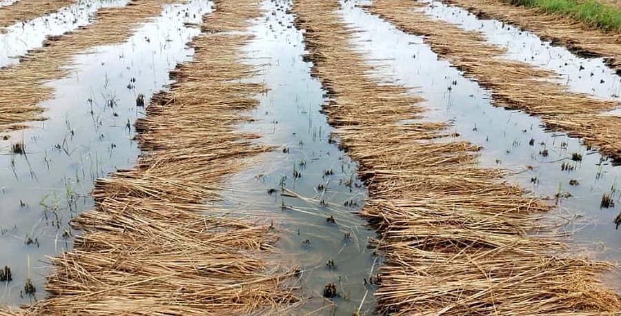ಅರಕಲಗೂಡು ತಾಲ್ಲೂಕಿನಲ್ಲಿ ಭತ್ತದ ಗದ್ದಗೆ ಜಲಾವೃತಗೊಂಡಿರುವುದು