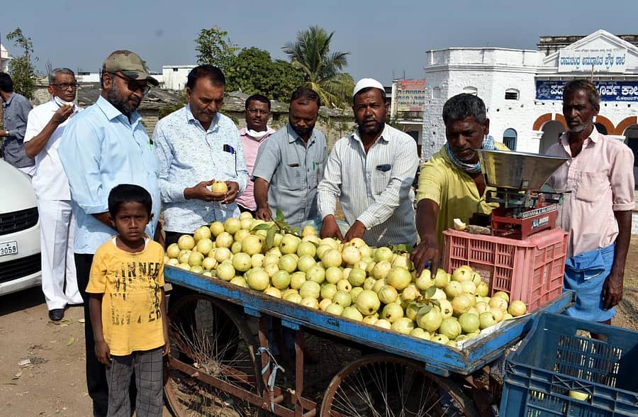 ಚಿಂಚೋಳಿಯಲ್ಲಿ ಅಲಹಾಬಾದ ಸಫೇದ್ ಸೀಬೆ ಹಣ್ಣುಗಳ ಸುಗ್ಗಿ ಆರಂಭವಾಗಿದ್ದು, ಗ್ರಾಹಕರು ಹಣ್ಣುಗಳ ಖರೀದಿಯಲ್ಲಿ ತೊಡಗಿರುವುದು