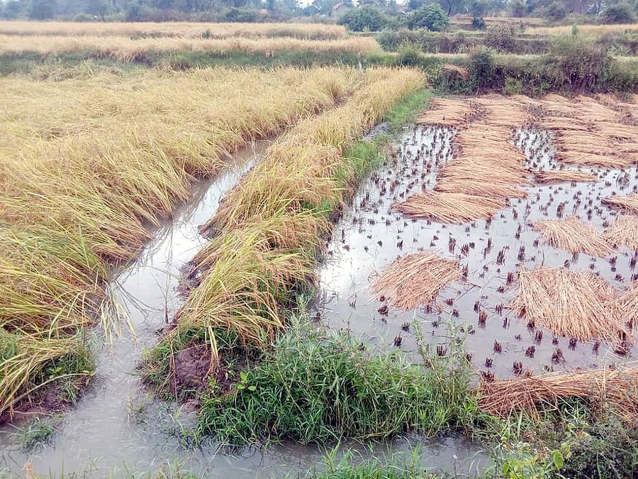 ಅರಕಲಗೂಡು ತಾಲ್ಲೂಕಿನಲ್ಲಿ ಸುರಿದ ಮಳೆಗೆ ಗದ್ದೆಗಳಿಗೆ ನೀರು ಬಂದಿರುವುದು