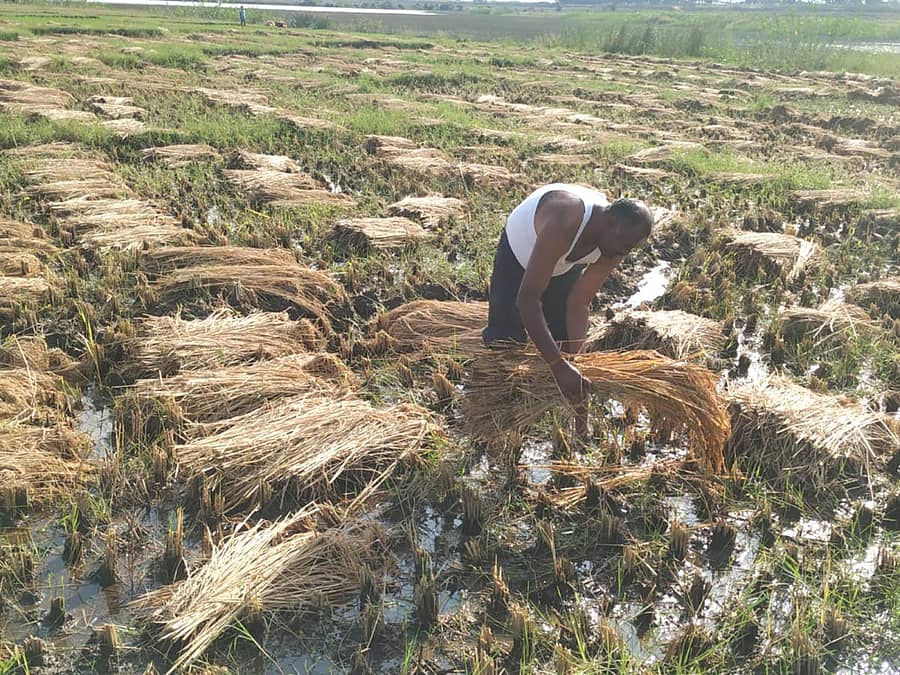 ಹುಣಸೂರು ತಾಲ್ಲೂಕಿನಲ್ಲಿ ಬುಧವಾರ ರಾತ್ರಿ ಸುರಿದ ಭಾರಿ ಮಳೆಗೆ ಸಿಲುಕಿದ ಭತ್ತದ ಬೆಳೆಯನ್ನು ಸಂರಕ್ಷಿಸುವಲ್ಲಿ ನಿರತವಾಗಿರುವ ರೈತ (ಎಡಚಿತ್ರ) ಚಿತ್ರದುರ್ಗ ಜಿಲ್ಲೆಯಲ್ಲಿ ಬುಧವಾರ ರಾತ್ರಿ ಸುರಿದ ಭಾರಿ ಮಳೆಯಿಂದಾಗಿ ಕೆರೆ ಕೋಡಿ ಬಿದ್ದು, ಮಲ್ಲಾಪುರ ಗ್ರಾಮದೊಳಗೆ ನದಿ ನೀರಿನಂತೆ ಮಳೆ ನೀರು ಹರಿದುಹೋಗುತ್ತಿರುವುದು