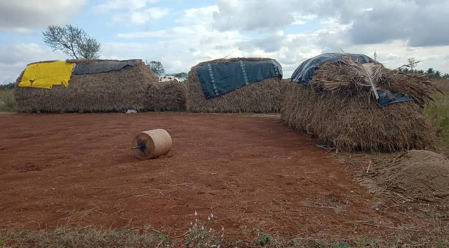 ಸೋಮನಹಳ್ಳಿ ಗ್ರಾಮದಲ್ಲಿ ರೈತರು ಕಣದಲ್ಲಿ ತೆನೆಭರಿತ ರಾಗಿಹುಲ್ಲನ್ನು ಬಣವೆ ಹಾಕಿದ್ದಾರೆ