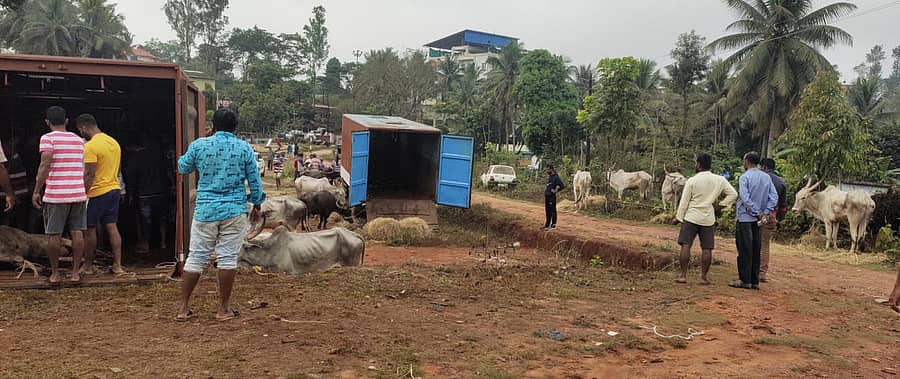 ಶೃಂಗೇರಿ ಪೊಲೀಸರು ವಶಕ್ಕೆ ಪಡೆದ ಜಾನುವಾರನ್ನು ಪಟ್ಟಣದ ಪೊಲೀಸ್ ವಸತಿ ಗೃಹದ ಬಳಿ ಕಟ್ಟಿ ಹಾಕಿರುವುದು