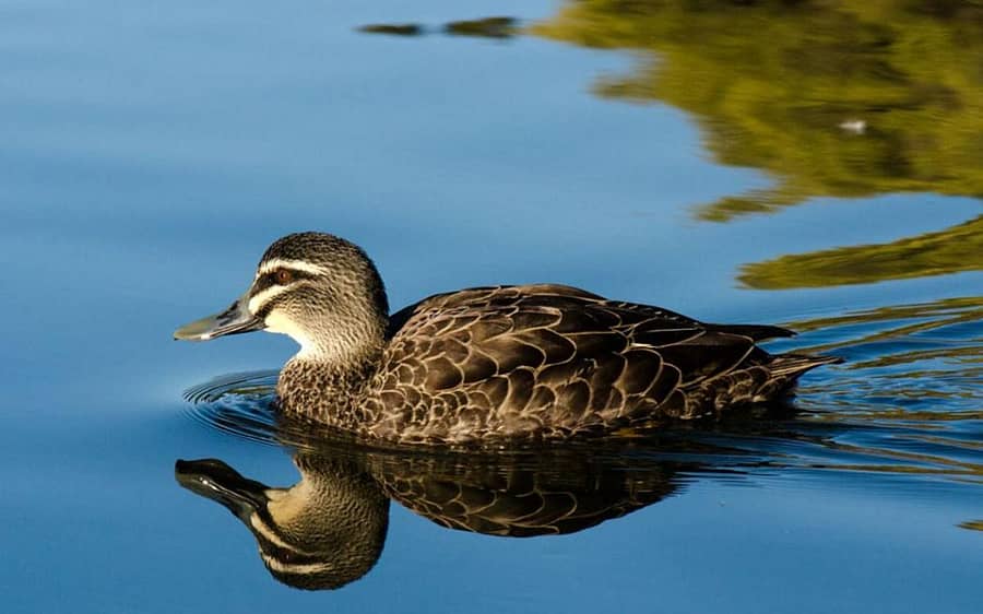 ಬಾತುಕೋಳಿ
