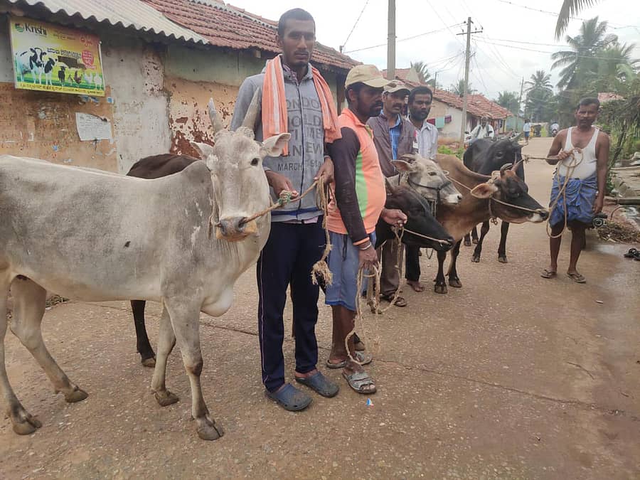 ಹುಣಸೂರು ತಾಲ್ಲೂಕಿನ ಕಟ್ಟೆಮಳಲವಾಡಿ ಕೊಪ್ಪಲು ಗ್ರಾಮದಲ್ಲಿ ಜಾನುವಾರುಗಳಿಗೆ ಚರ್ಮ ಗಂಟು ರೋಗ ಕಾಣಿಸಿಕೊಂಡಿದೆ