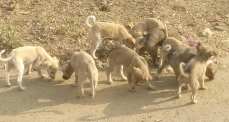 ಲಕ್ಷ್ಮೇಶ್ವರದ ಗಲ್ಲಿಗಳಲ್ಲಿ ಕಂಡು ಬಂದ ನಾಯಿಗಳ ಹಿಂಡು