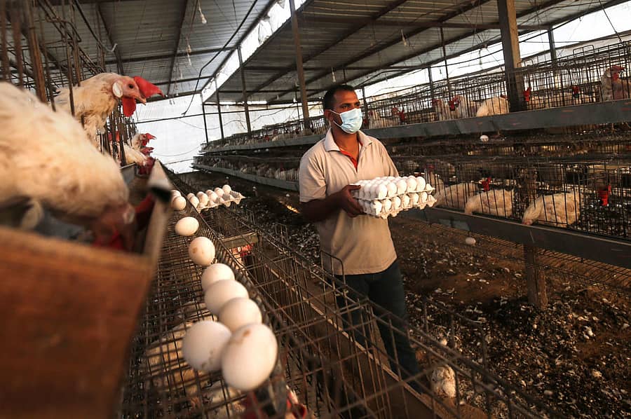 ಕೋಳಿ ಫಾರಂ ಒಂದರಲ್ಲಿ ಕೋಳಿ ಮತ್ತು ಮೊಟ್ಟೆಗಳು–ಸಾಂದರ್ಭಿಕ ಚಿತ್ರ