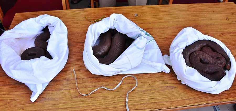 ಪೊಲೀಸರು ವಶಪಡಿಸಿಕೊಂಡಿರುವ ಮಣ್ಣುಮುಕ್ಕ ಹಾವುಗಳು.