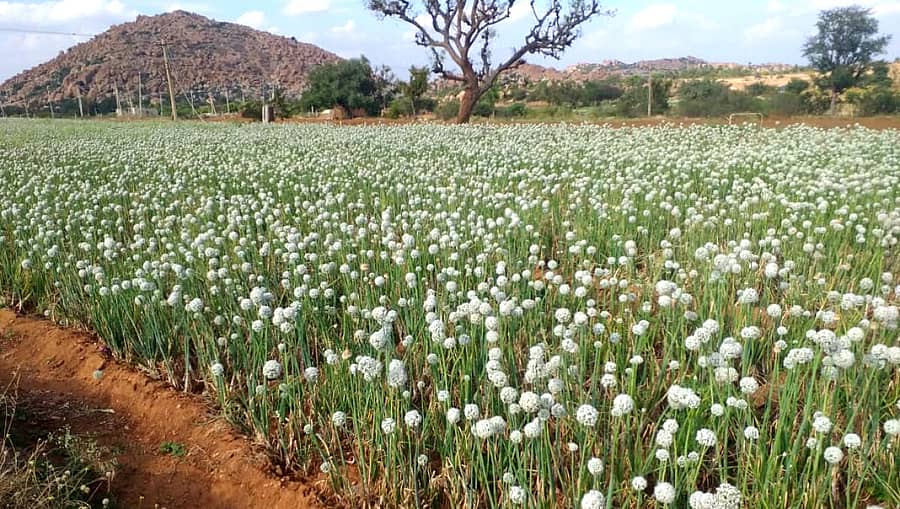 ಮೊಳಕಾಲ್ಮುರು ತಾಲ್ಲೂಕಿನ ತೋಟವೊಂದರಲ್ಲಿ ಈರುಳ್ಳಿ ಬೀಜೋತ್ಪಾದನೆ