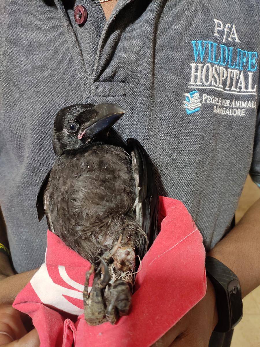 ಮಾಂಜಾ ನೂಲು ಕಾಲಿಗೆ ಸಿಲುಕಿ ಗಾಯಗೊಂಡಿರುವ ಕಾಗೆ